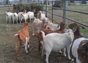 100 Tribal Women Farmers Receive “Goat Loans” To Increase Their Profits