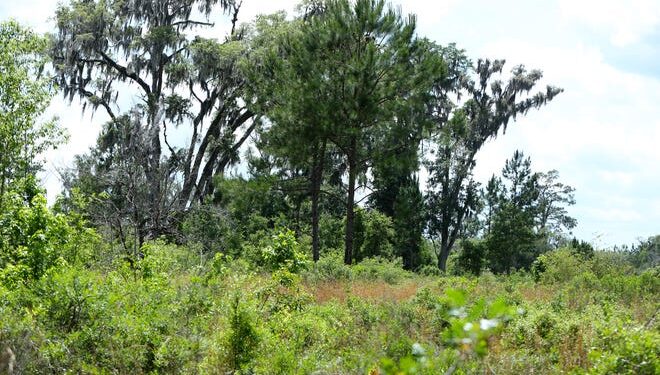 Letters on the Lee property, privacy rights, student loans, more