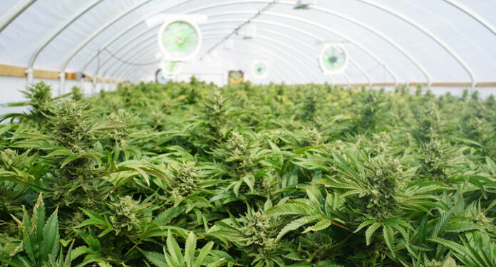 SAFE Banking Will Support Level Playing Field for NY’s Cannabis Future