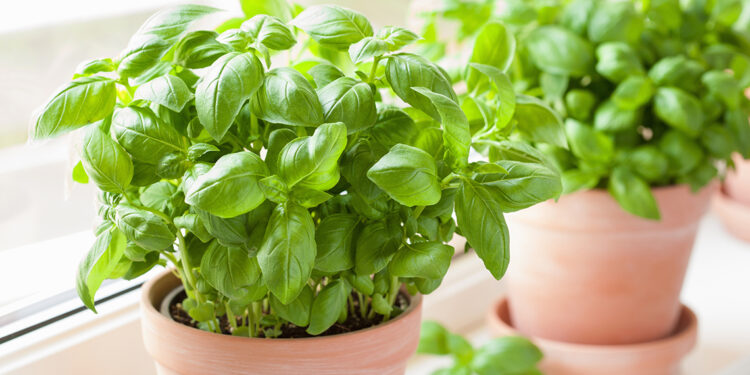 10 Fresh Herbs That Have Surprising Health Benefits