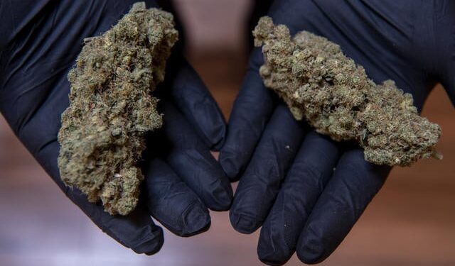 Insurers sued over cannabis coverage