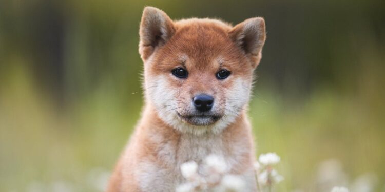 3 Reasons It Pays to Get Pet Insurance for a New Puppy