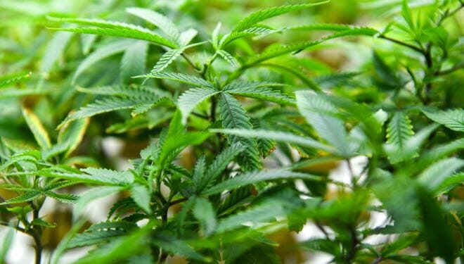 Here’s what new marijuana and hemp laws mean for patients, consumers