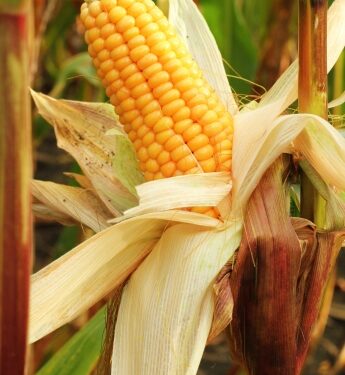 Olam Agri secures loan to deliver staple foods to emerging markets