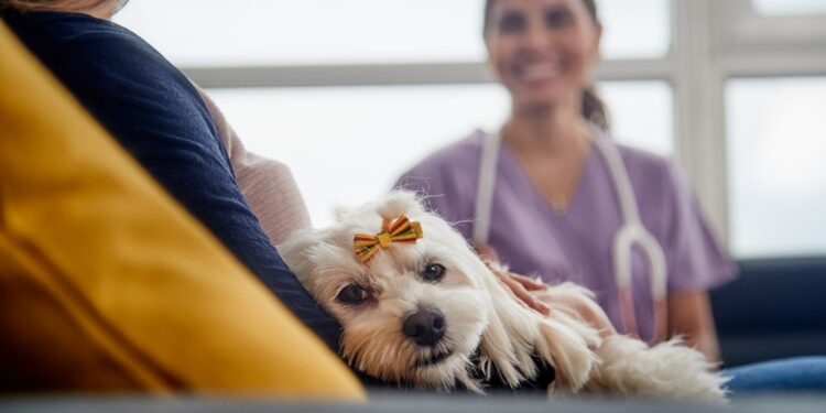 The Average Pet Owner Spends This Much on Their Furry Friends Each Year