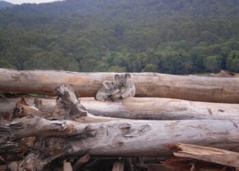 a thought experiment that reveals the flaws our in environment laws