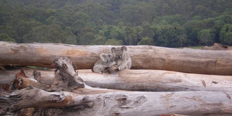 a thought experiment that reveals the flaws our in environment laws